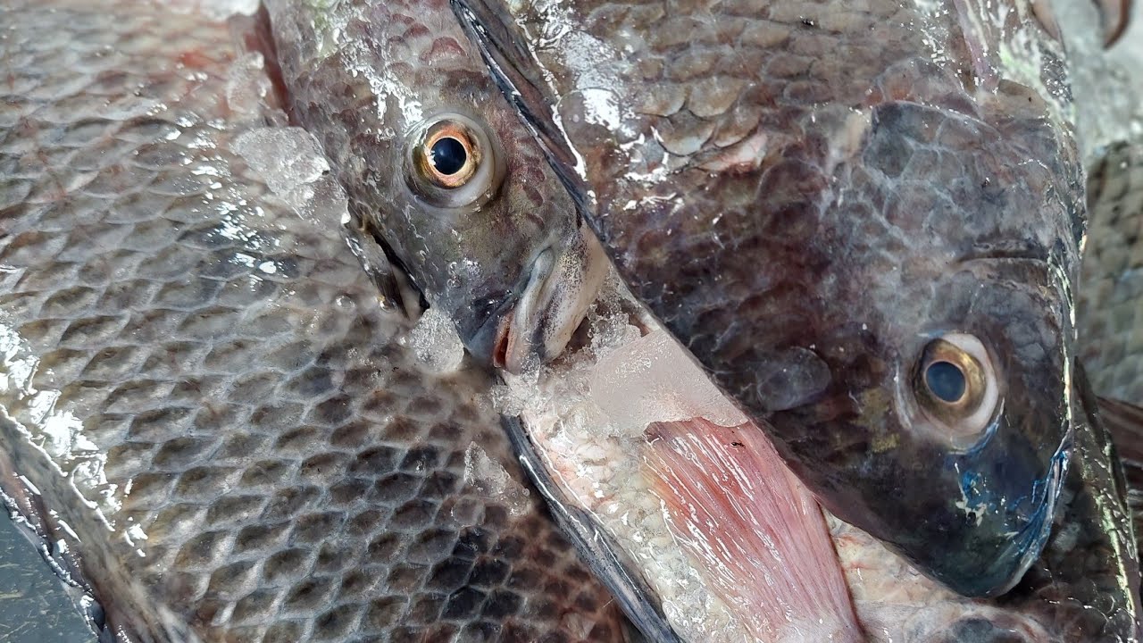 pilopi