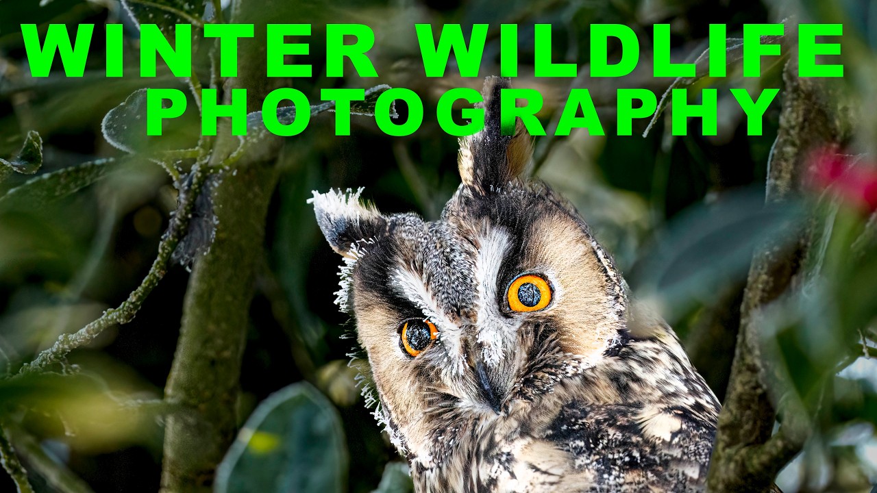 WINTER WILDLIFE PHOTOGRAPHY LONG-EARED OWLS