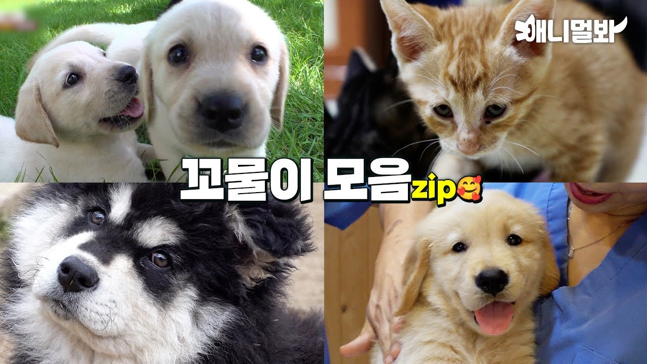 🐶🐱Что это~??? Подборка Heartache Munchkins💞💞💞