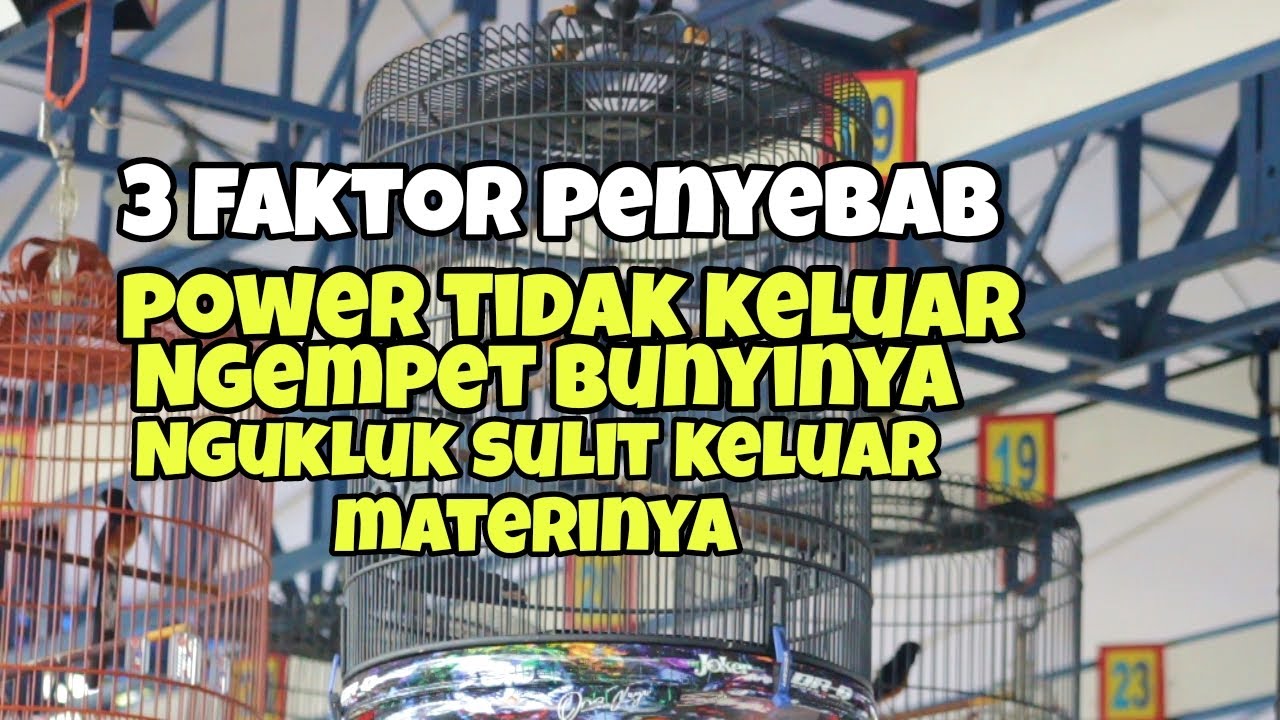 3 faktor penyebab murai batu suara kurang ngotot,banyak ngukluk dan ngempet saat di gantang 