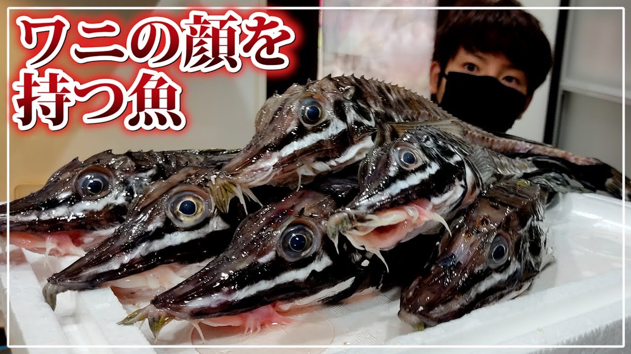 ワニの顔の魚 八角を捌いたらトゲで手がボロボロに…【赤髪のとも】