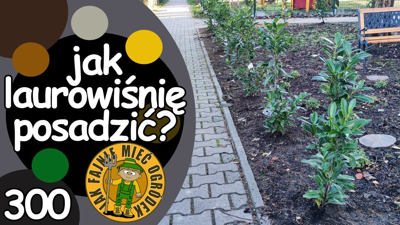 #300 Laurowiśnia! Jak posadzić laurowiśnię na żywopłot?