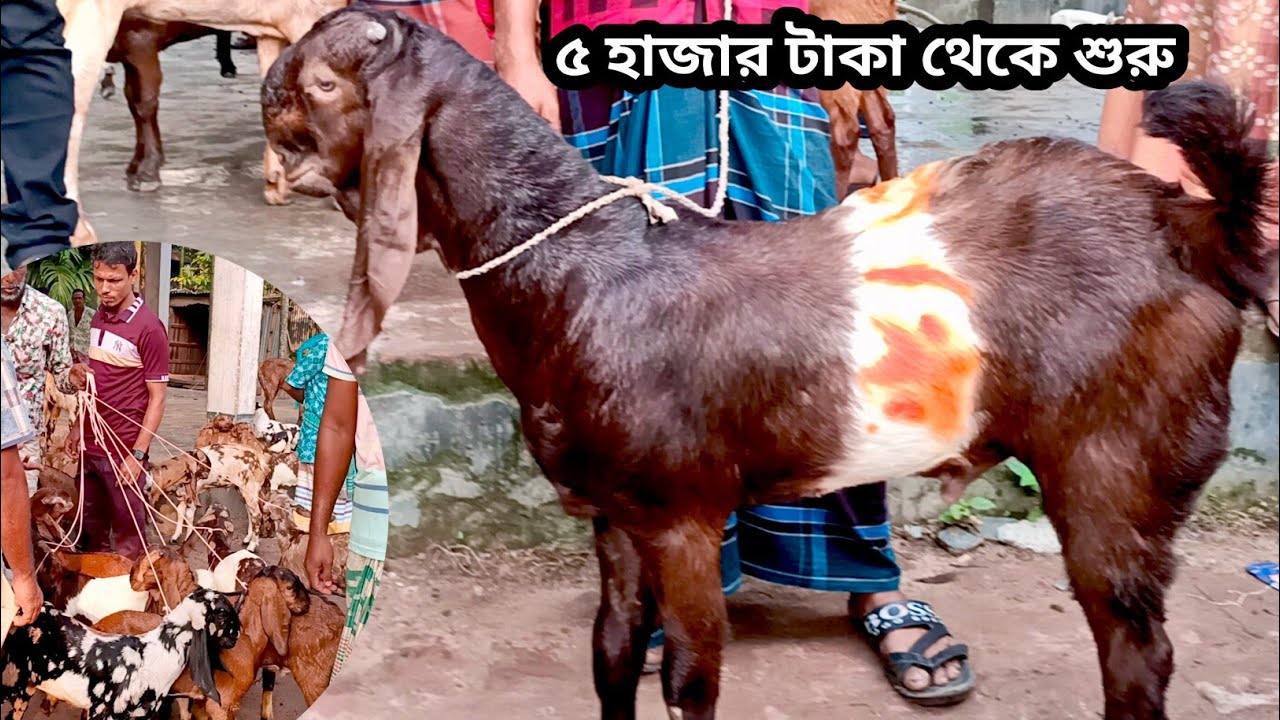 হাজার হাজার বাচ্চা ছাগল আমদানি হয়বতপুর হাটে/মাত্র ৫ হাজার থেকে শুরু বিভিন্ন দামে বাচ্চা পেয়ে যাবেন