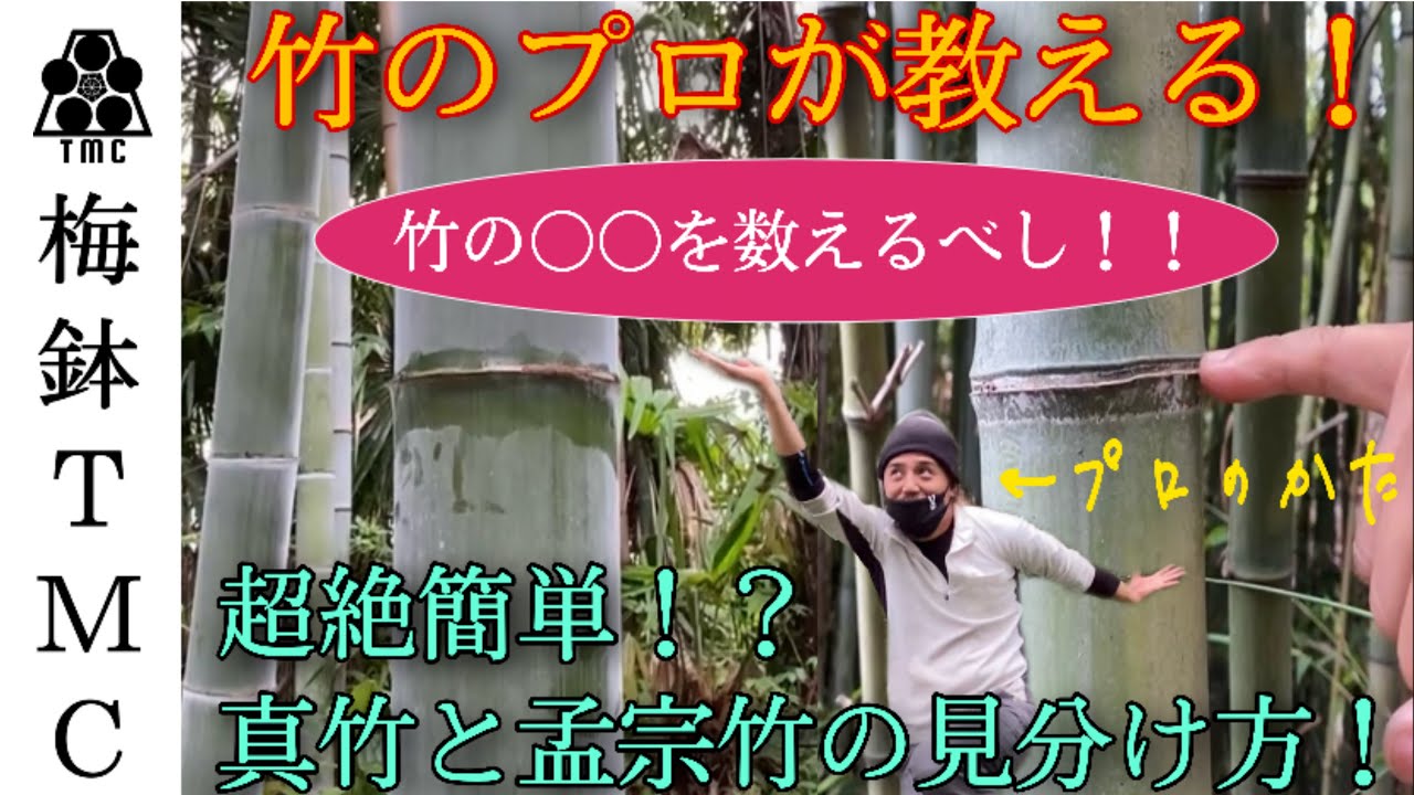 【竹講座】真竹と孟宗竹の見分け方を解説！！