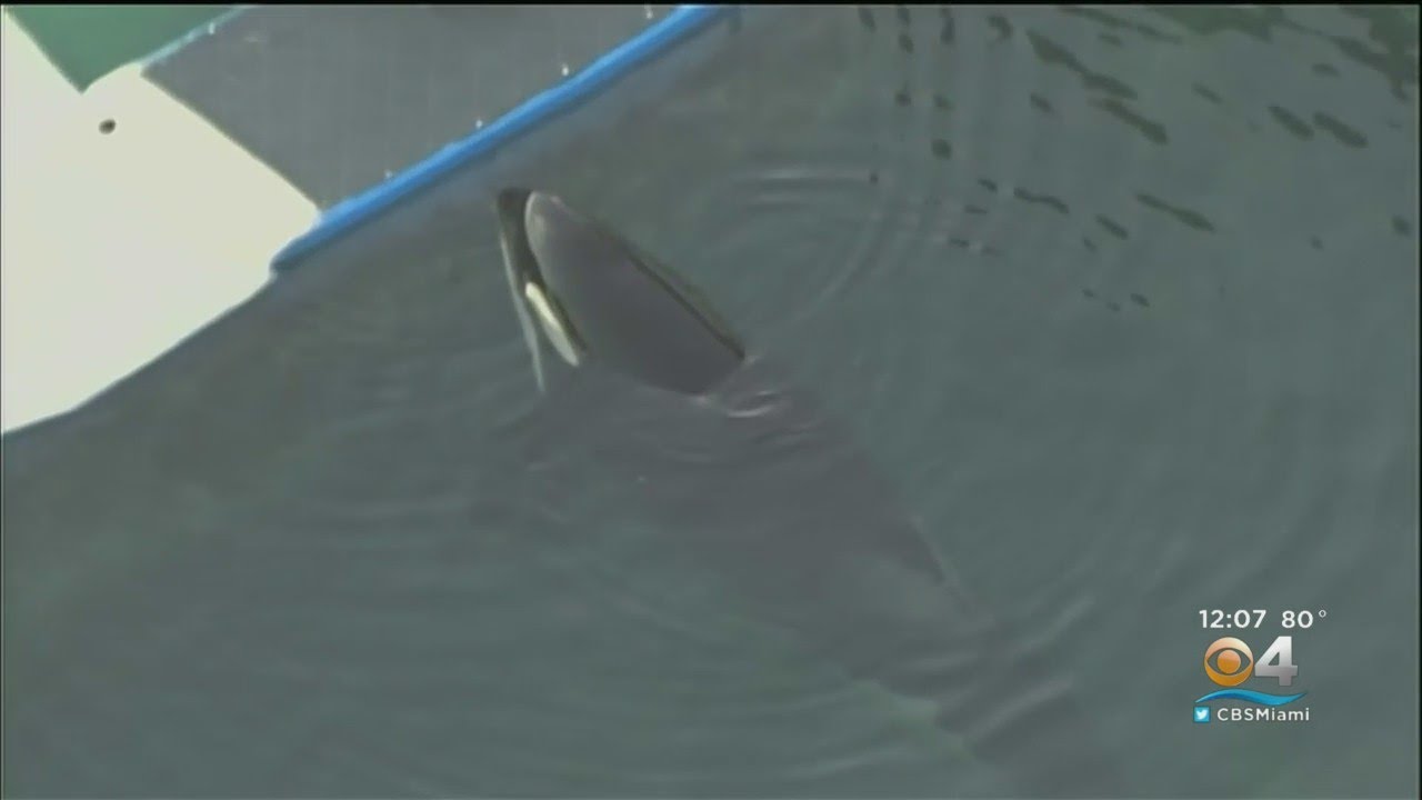 Lolita The Killer Whale Is Retired As Seaquarium Ends Her Long-Running Show