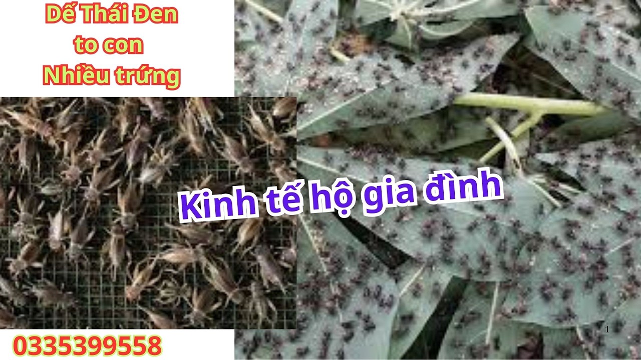 Nuôi Dế Thái đen cải thiện thu nhập king tế hộ gia đình