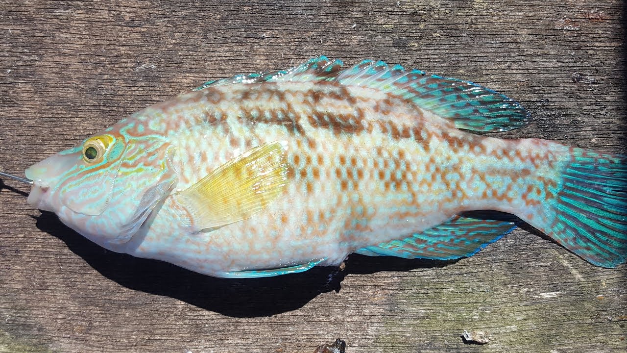 Walton Pier fishing August 2018.