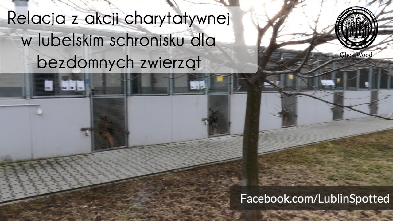 Relacja z akcji charytatywnej dla lubelskiego schroniska