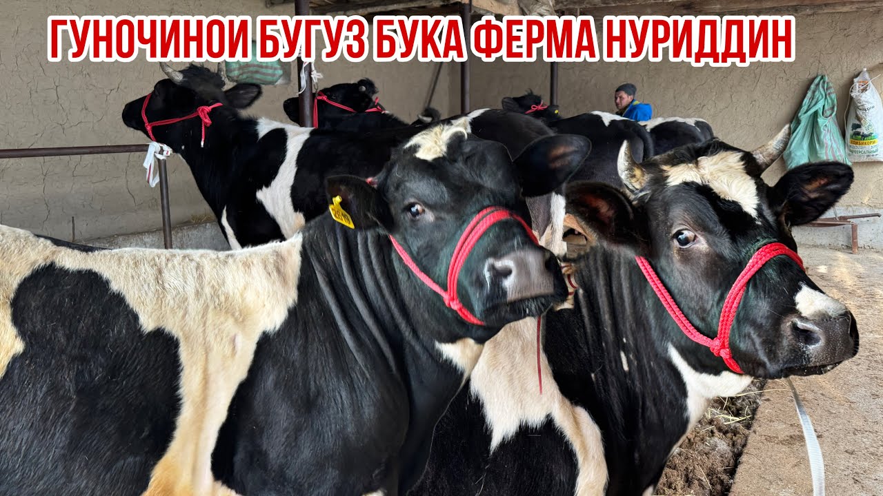 Букаи дахшат гуночино ферма Нуриддин полвон 11 марта 2026 г.