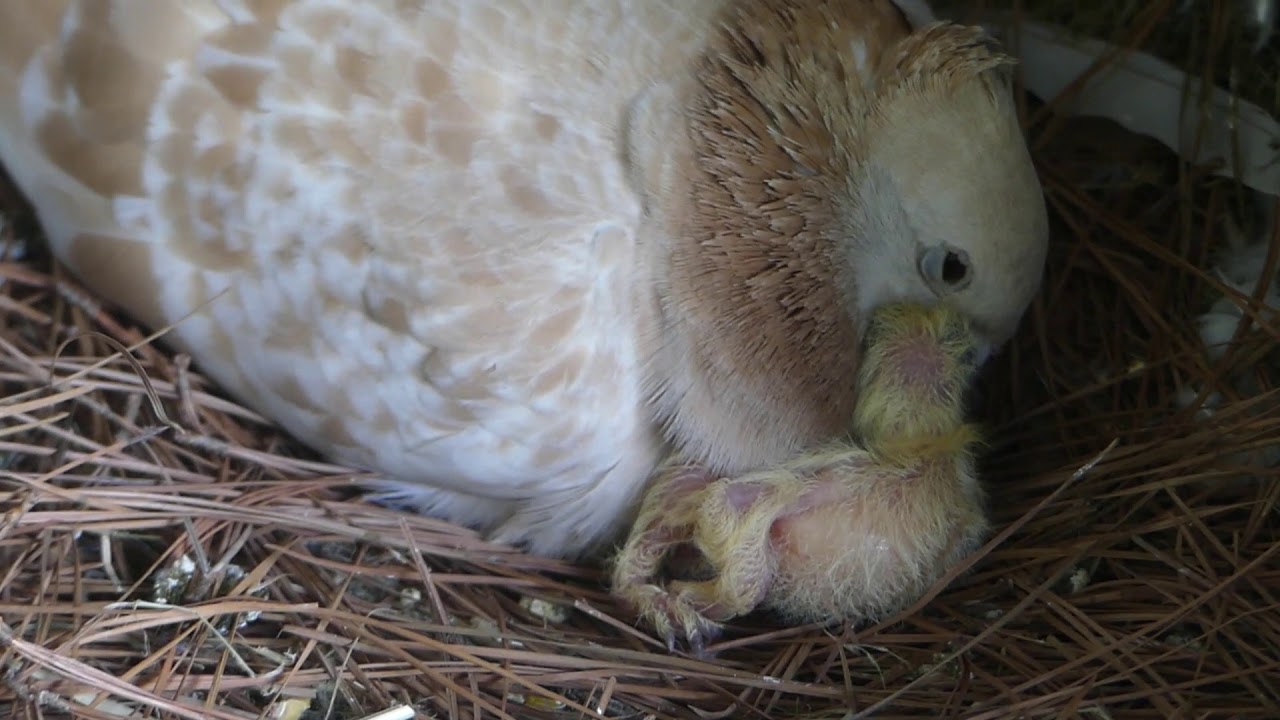 mother pigeon feeding baby pigeon: pigeon milk