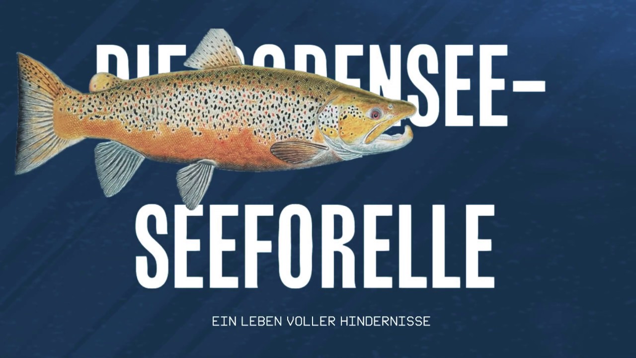Die Bodensee-Seeforelle - Ein Leben voller Hindernisse