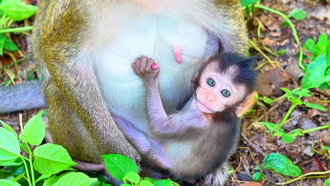 Little Monkey's Mischievous Moments in the Jungle!