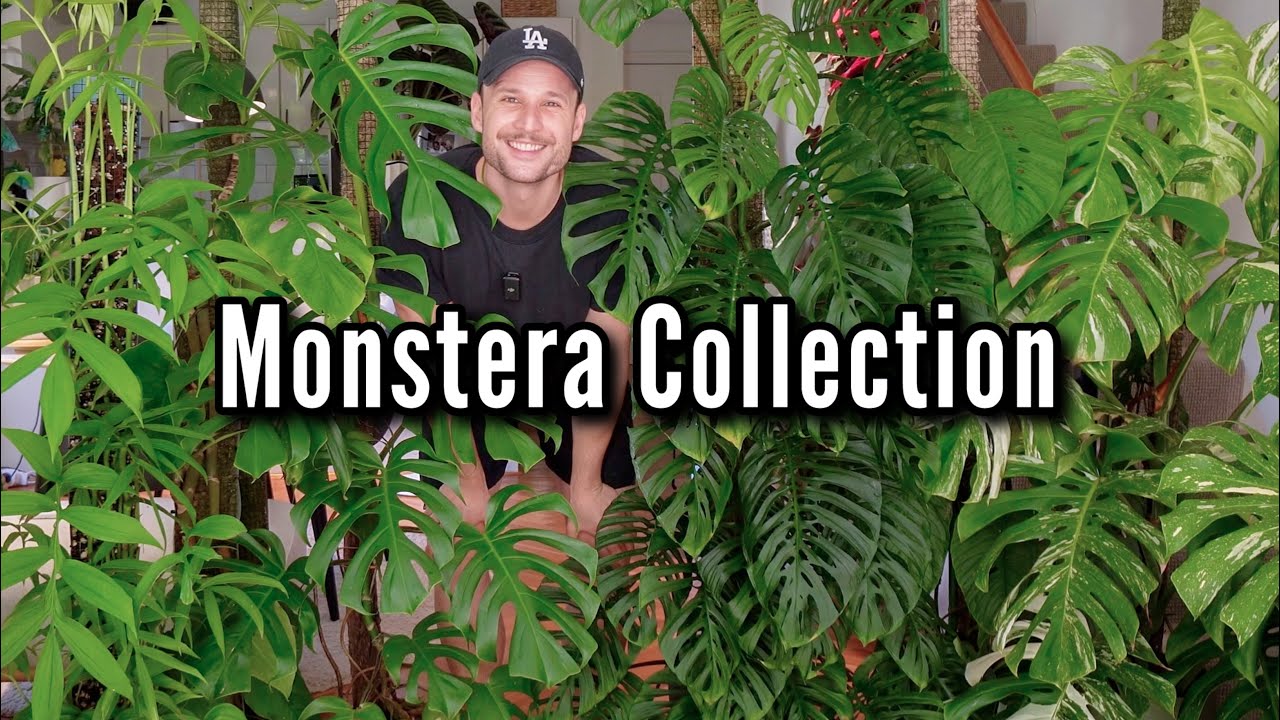 My Full Monstera Collection (includes my ratings)