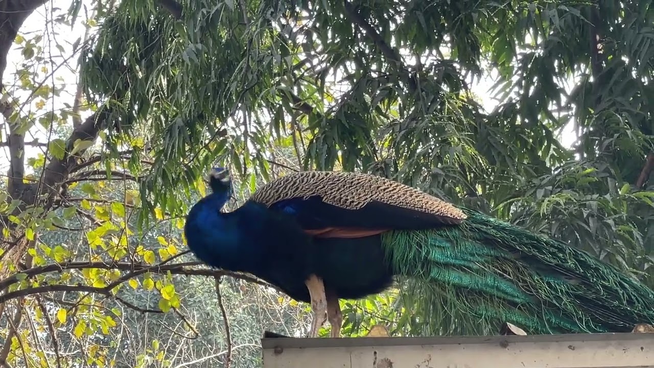 Peacock ❤️