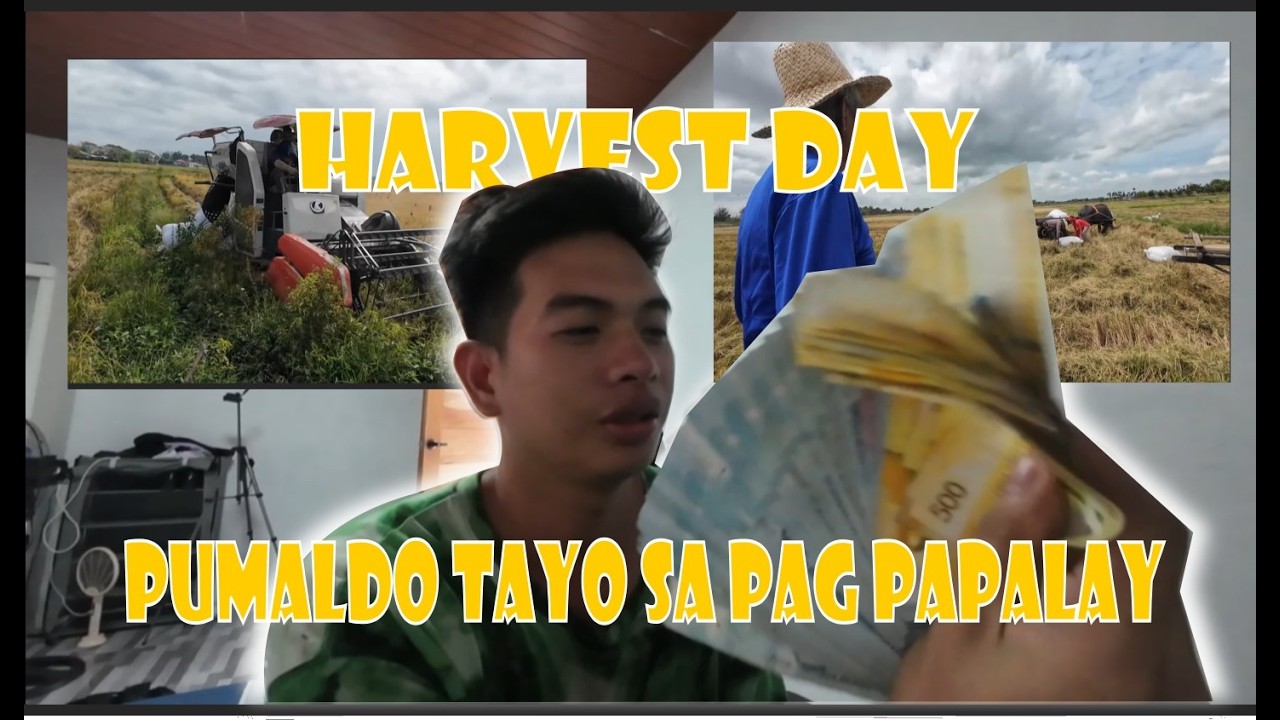 Harvest Day : Pumaldo tayo sa pag papalay