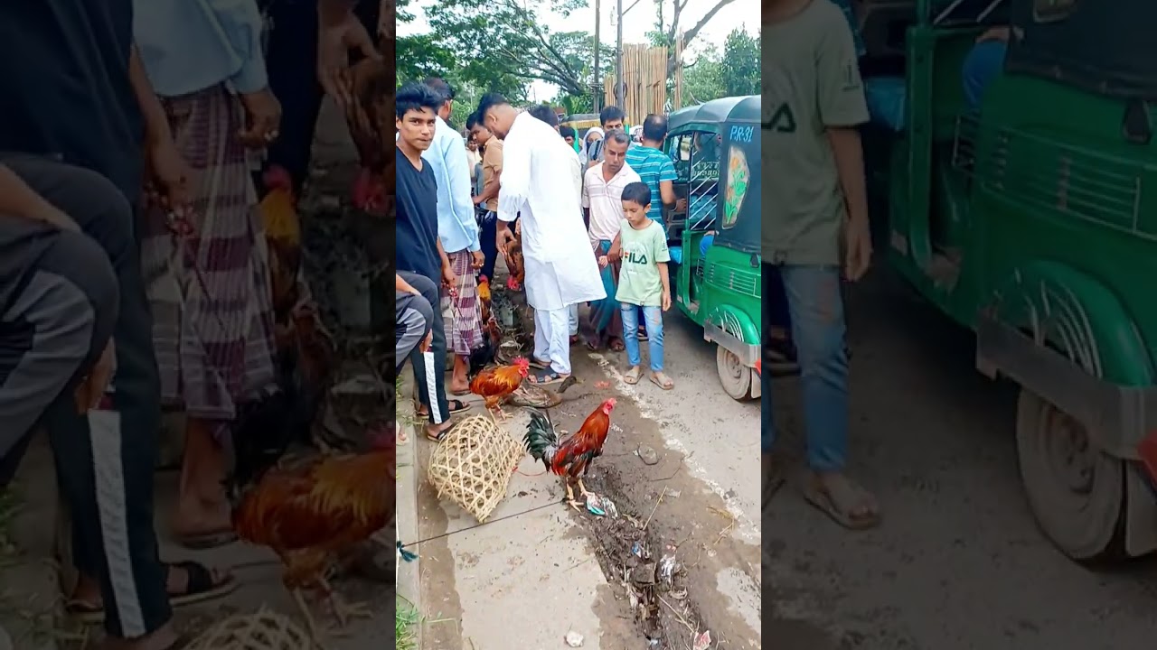পাহাড়ি মুরগ মুরগী #aicover #মুরগি #পাহাড়ি #লড়াই #দেশি #দেশিমুরগি