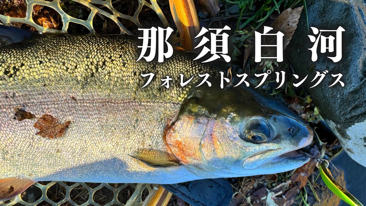 極寒の那須白河フォレストスプリングス釣行、年末放流で恵みの爆釣回！【エリアトラウト】
