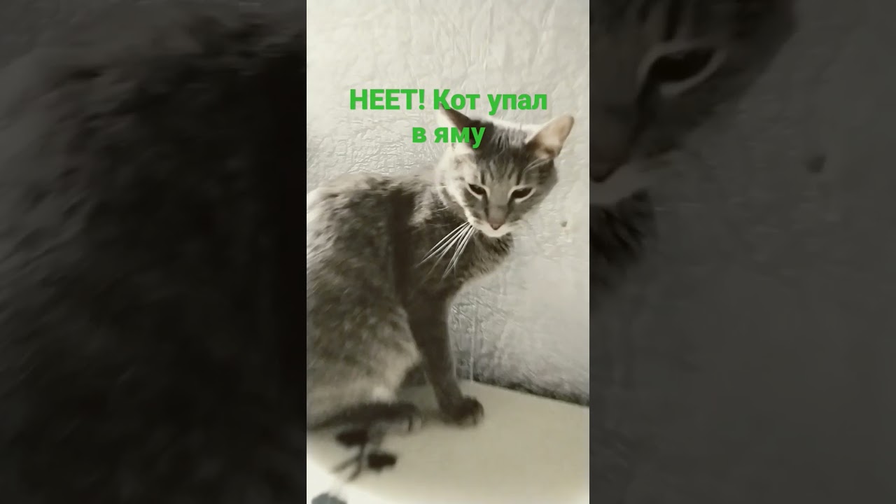 Неет! Кот упал в яму #shorts#youtube#рофл#2023