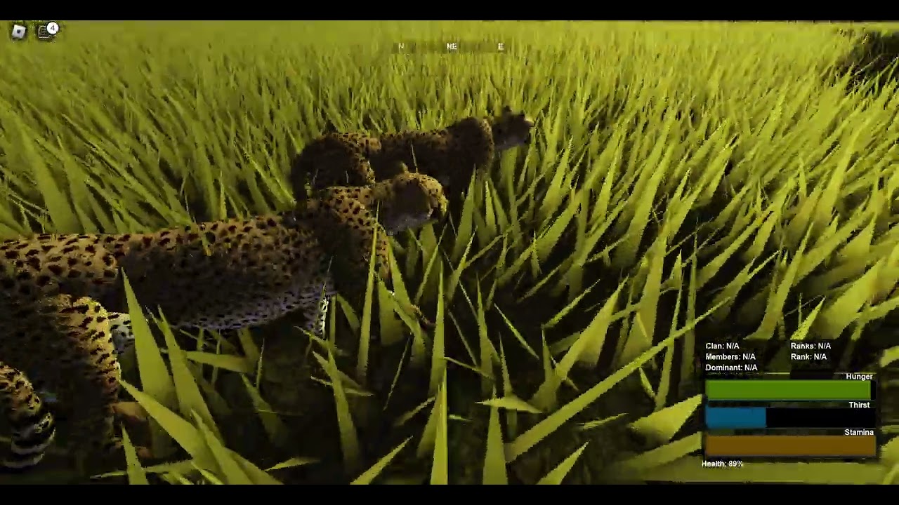 Playing As a Cheetah in Wild Savannah