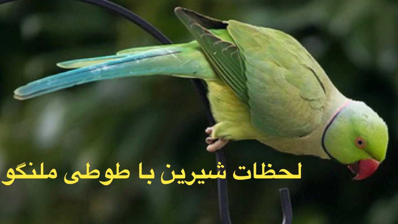 صحبت های شیرین و بامزه طوطی ملنگوی من🥰🦜