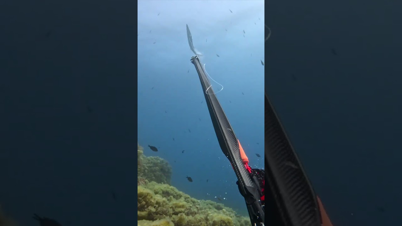 Le statoroller Carbonne Os de seiche en Chasse sous-marine