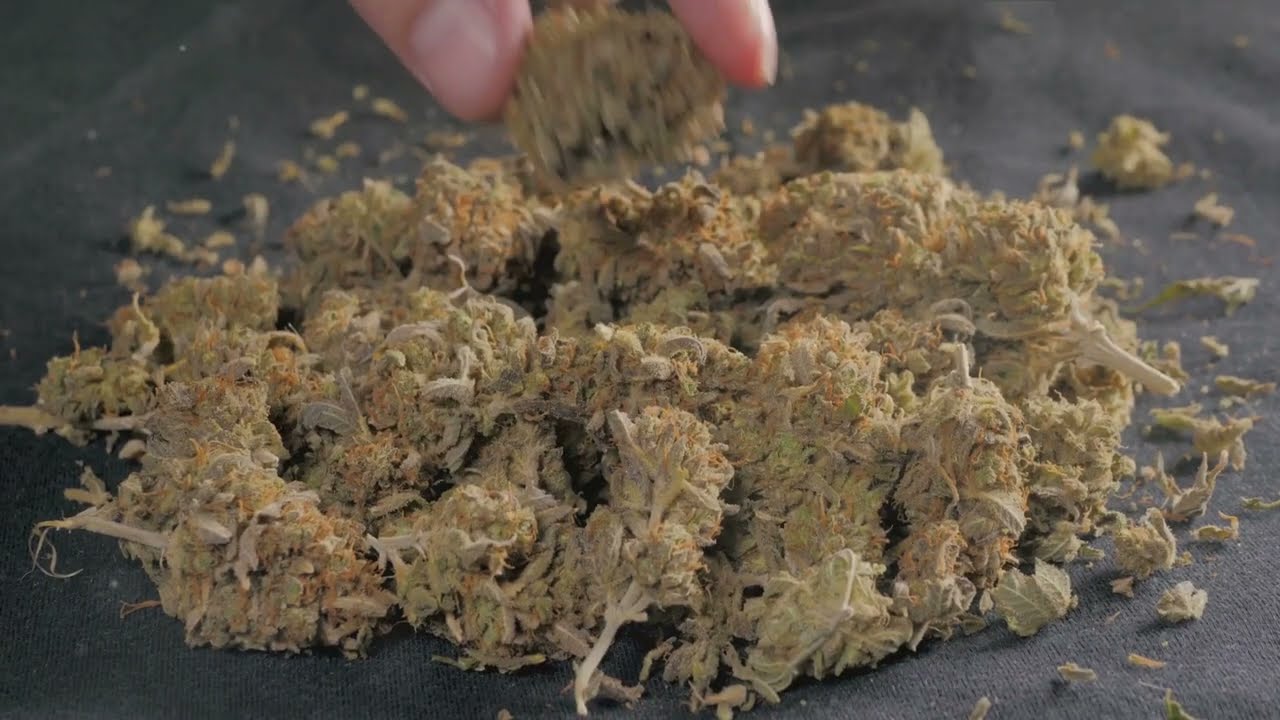 Gelato marijuana strain