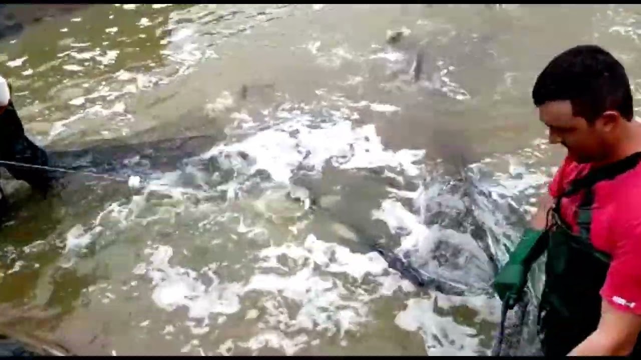 Minutos de Despesca em Tanque de 250m&sup3; Geomenbrana Pead do Amigo Valdenir de Florian&oacute;polis /SC