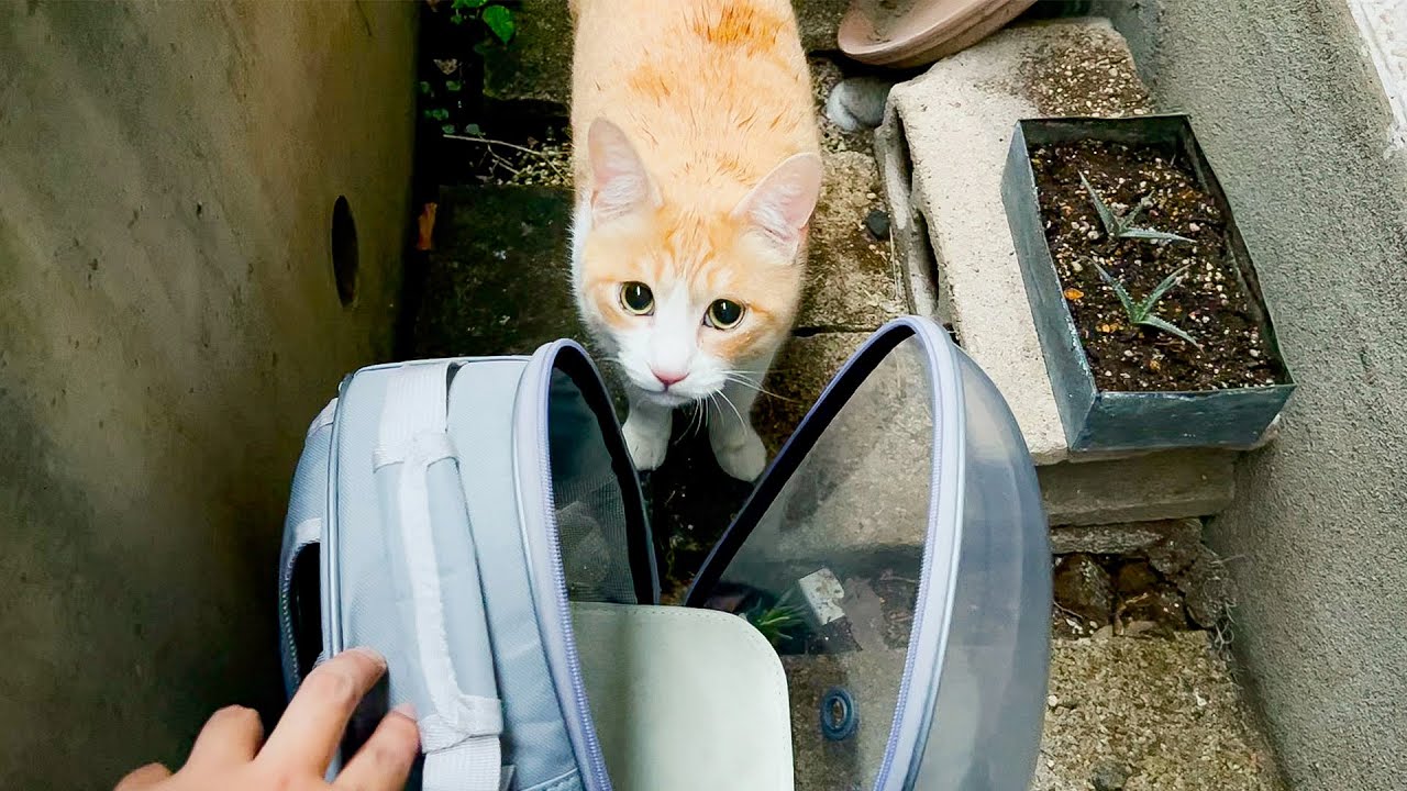 ロビンが家から脱走しました。