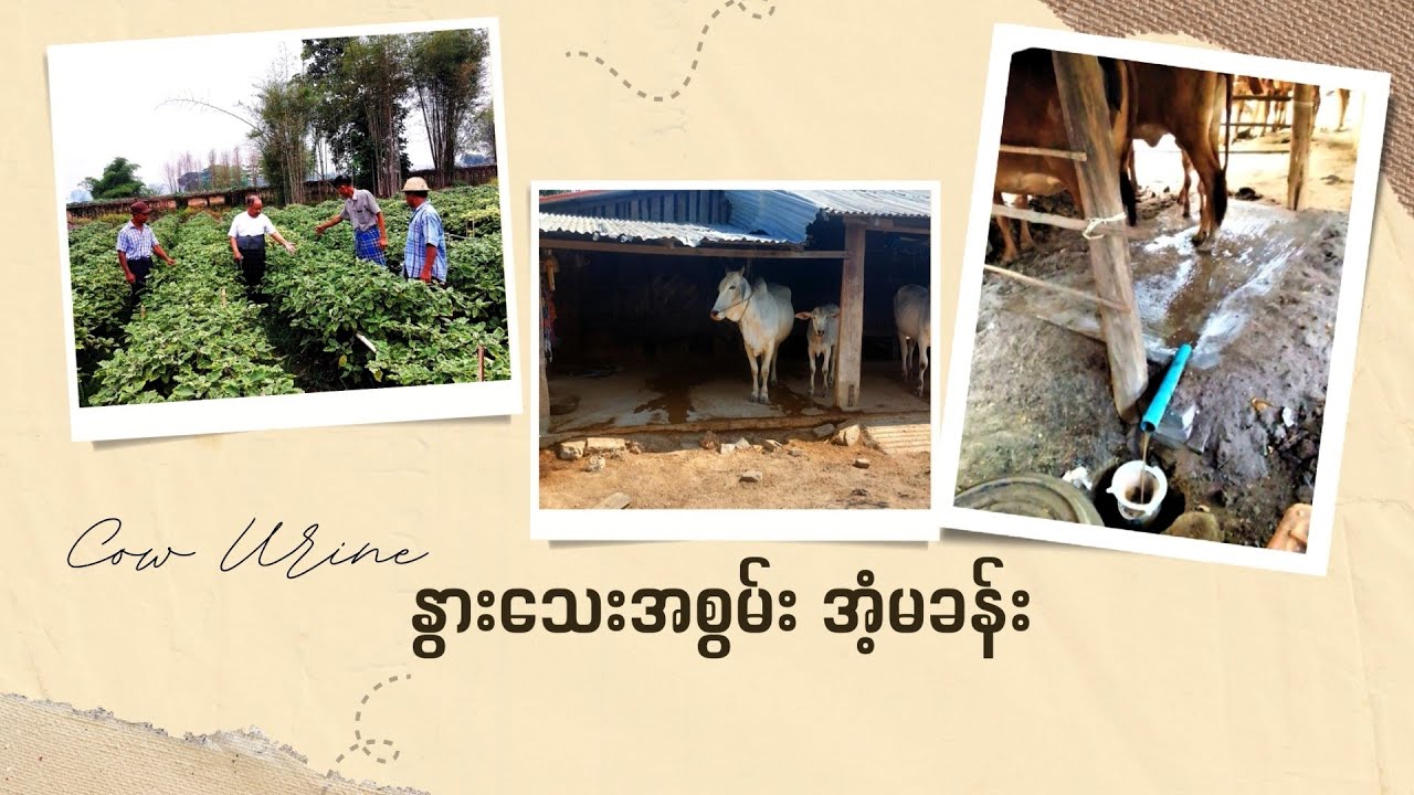 နွားသေးအစွမ်း အံ့မခန်း