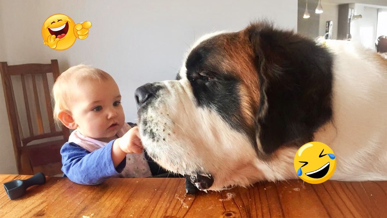 You Will Laugh So Hard Watching These Dogs 😂🐶 Best Funny Dog Moments! #3
