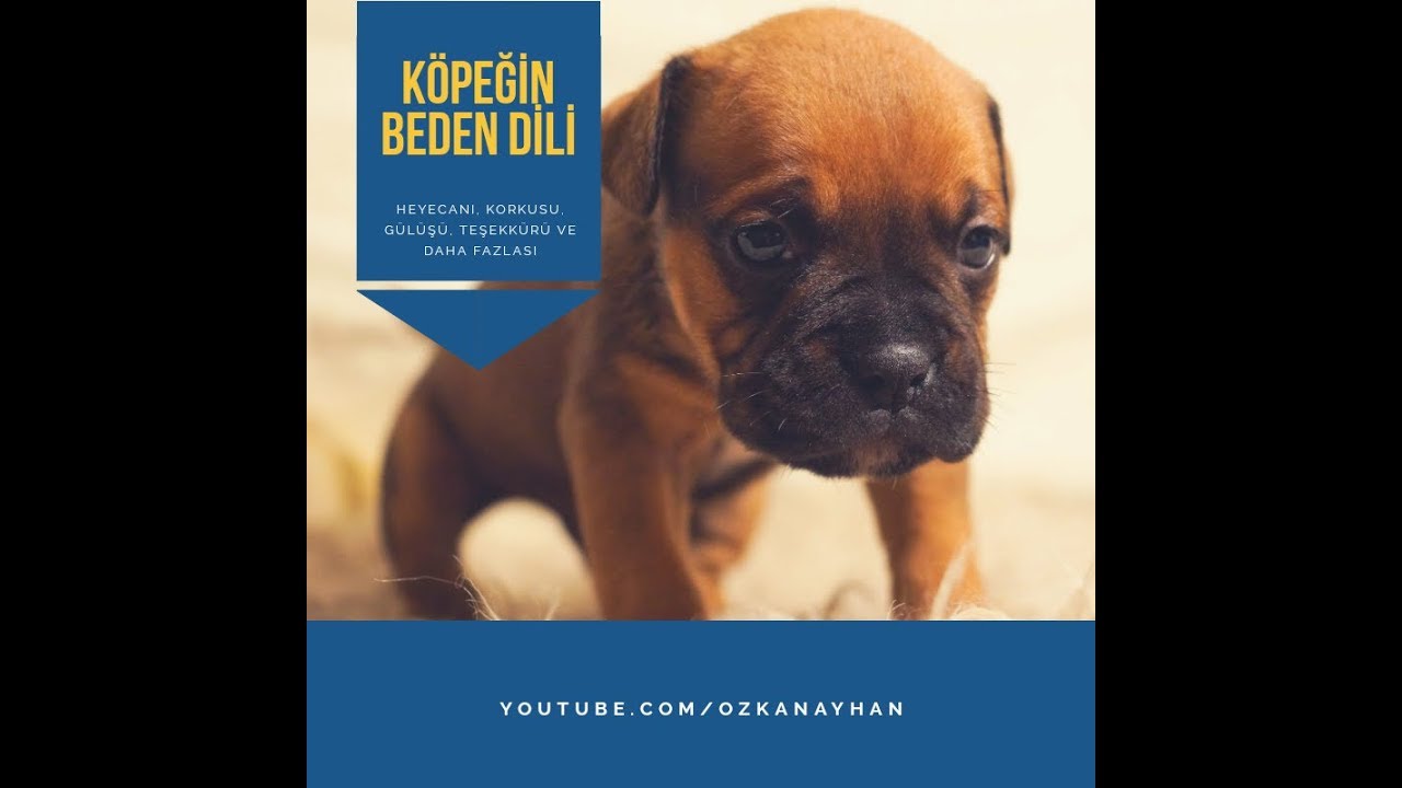 Köpeğinizin Beden Dilini Biliyormusun | Köpek Eğitimleri
