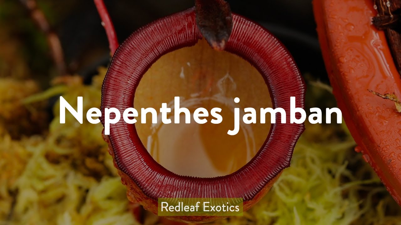 Nepenthes jamban: Растение-кувшинчик для унитаза