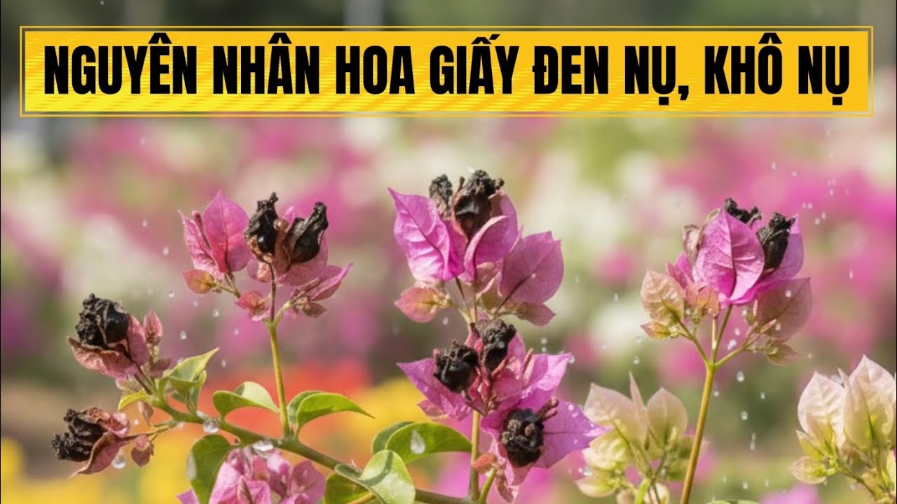 Hoa giấy bị đen nụ, khô nụ. Nguyên nhân và cách khắc phục. 