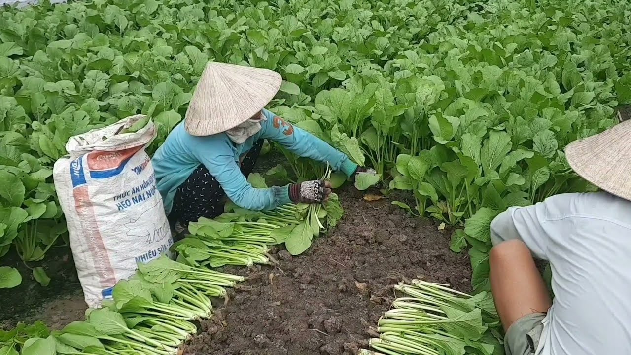 Anh 2 Rio | Cách trồng và chăm sóc cải ngọt đạt năng suất, hiệu quả cao.