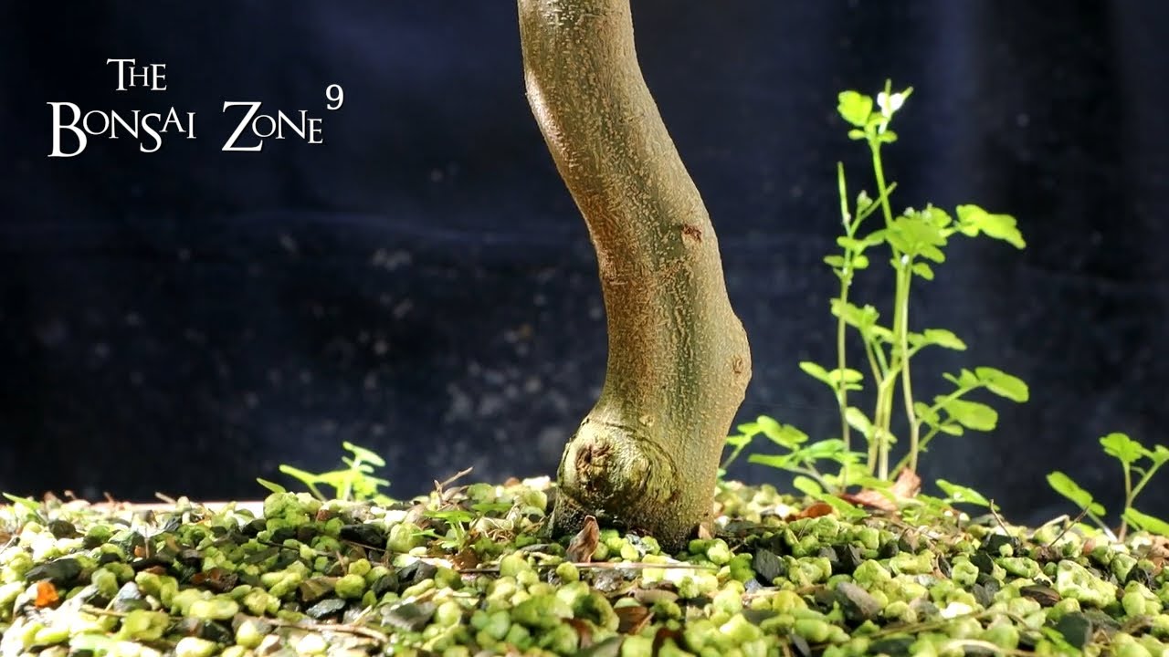 Pruning My Brazilian Rain Tree, The Bonsai Zone, June 2022