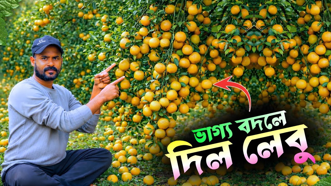 মিষ্টি লেবুর বাগান বদলে দিল চাষীর ভাগ্য | Sweet Lemon Farming Profit in India