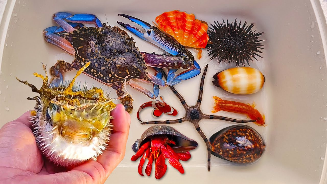 Tangkap ikan buntal dan kelomang, siput, keong, kepiting, ikan nemo, hewan laut, ikan laut, udang
