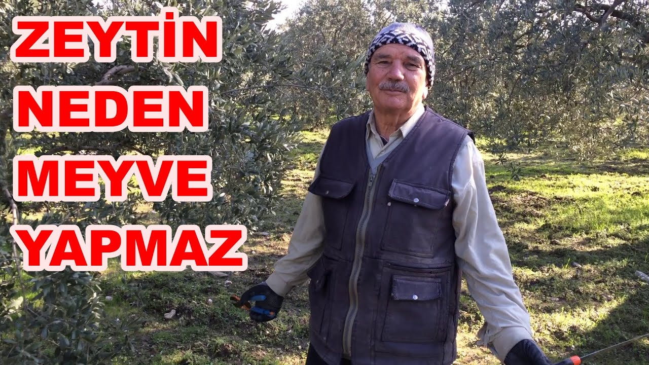 Zeytin Ağacı Nasıl Budanır? Zeytinde Halkalı Leke Neden Olur? Budama 2024