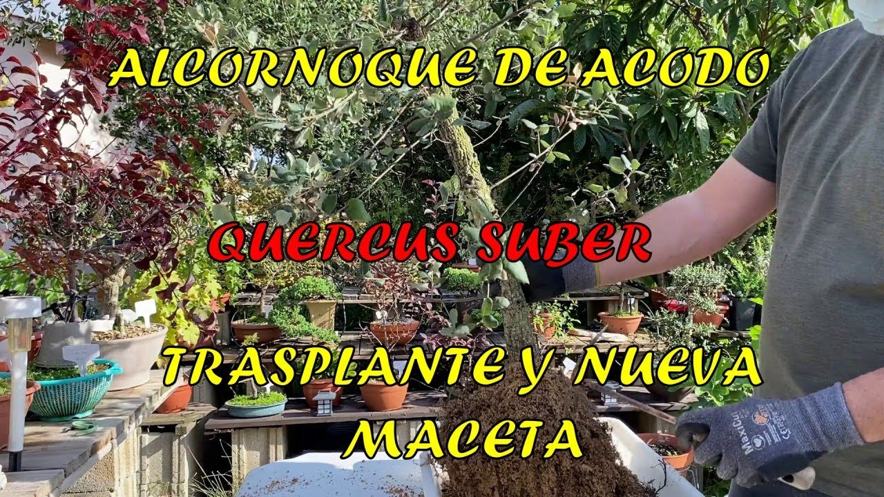 ALCORNOQUE DE ACODO, TRASPLANTE Y NUEVA MACETA