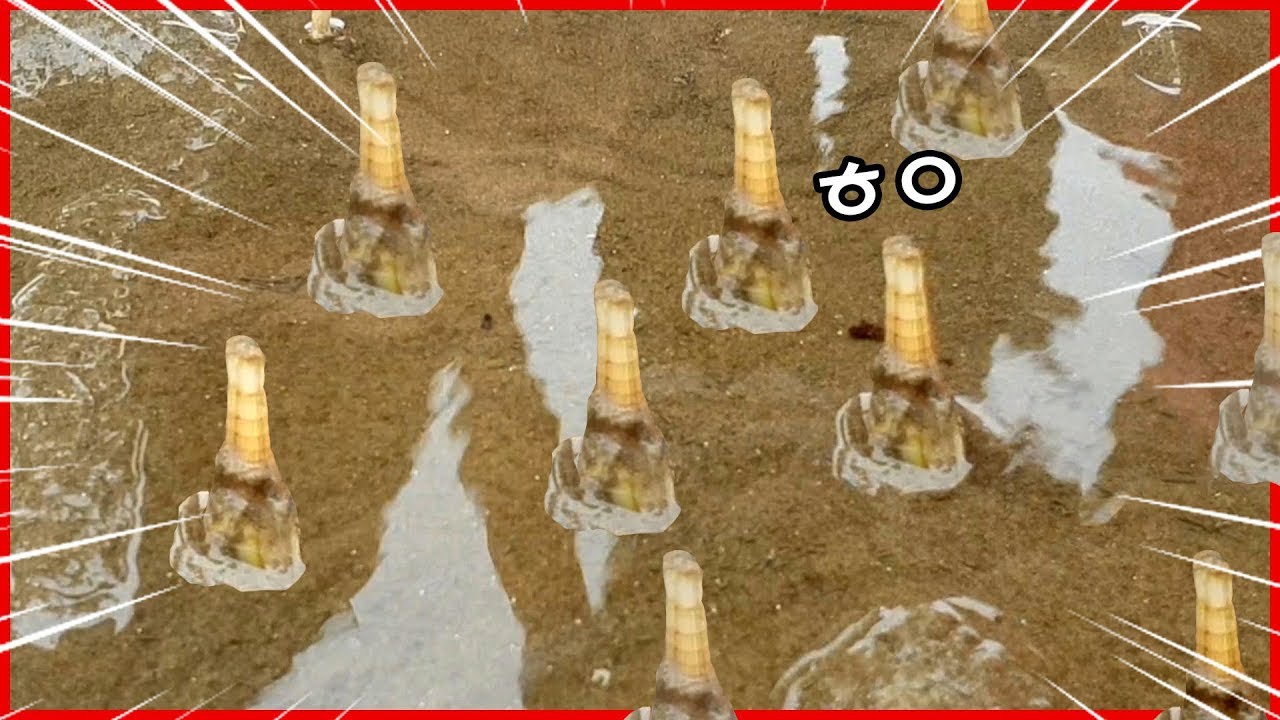 저녁에 몽산포 갯벌에 나가면, 맛조개들이 나와서 인사를 해준다..? 지나가다가 맛조개 주웠습니다 ㅋㅋㅋㅋ