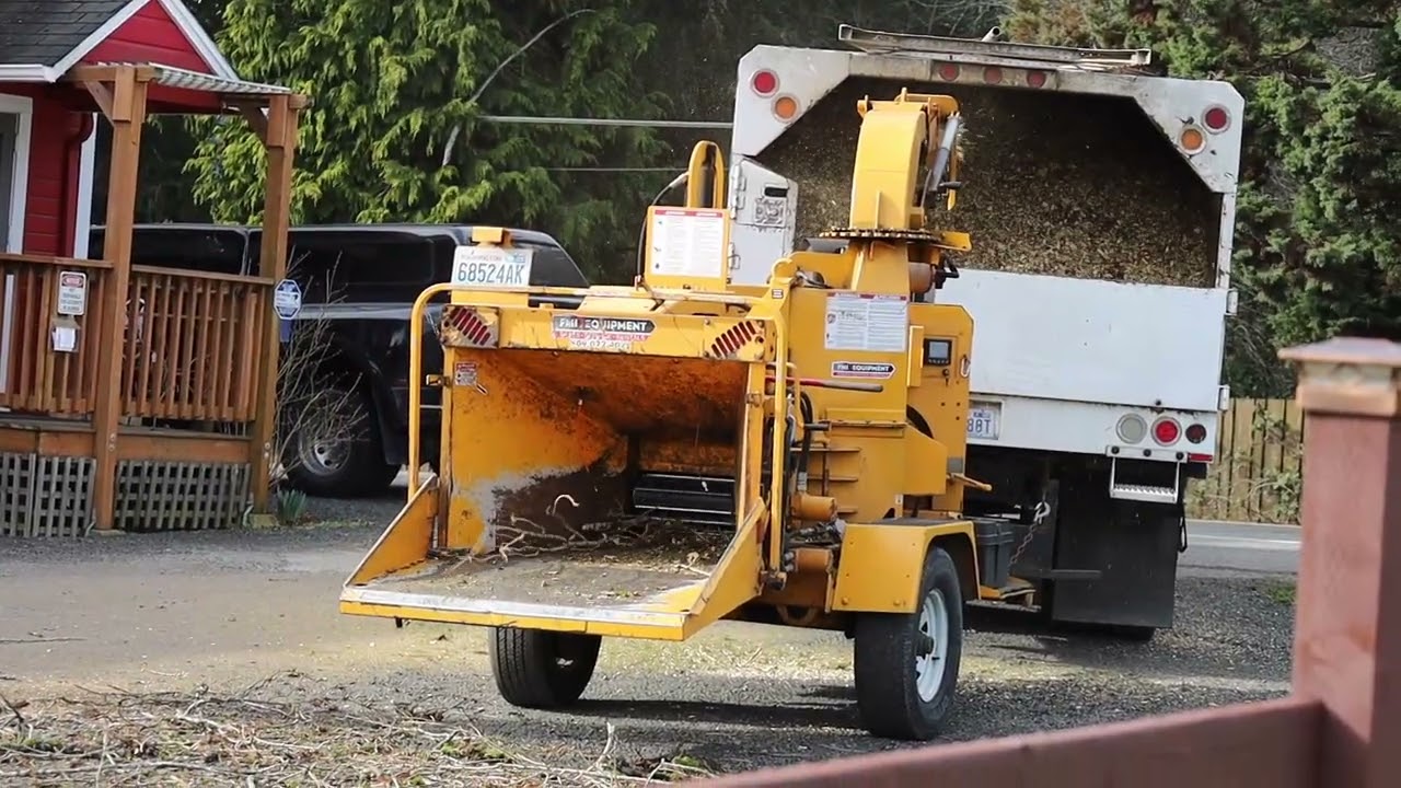 Lumberjack Tree Removal Washington State Style