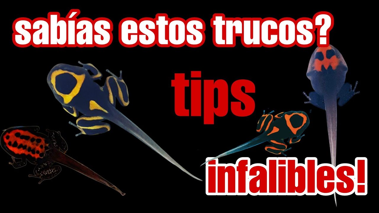 COMO CUIDAR UN RENACUAJO? Te lo explico TODO! 🐸🐸🐸