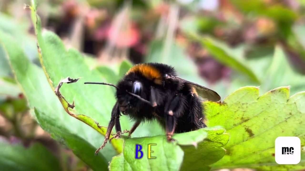 🐝 WN.BeeFriendly