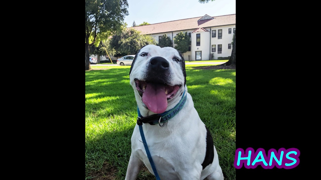 Meet Sweet Senior Gentleman Hans  - American Staffordshire Terrier