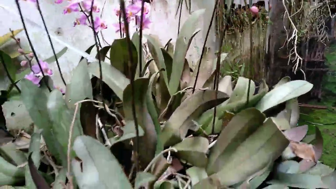 @Pangeling_Anggrek_Blitar Phalaenopsis pulcherima/Phalaenopsis esmeralda/Anggrek doritis