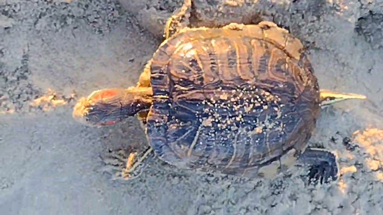 Saving a fresh water turtle