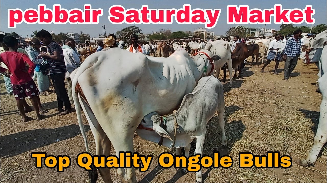 🐂 Ongole Cow Special Pebbair Market | Strong Ongole Aavulu Show 🔥 Farmer Bargains & Market Full Rush