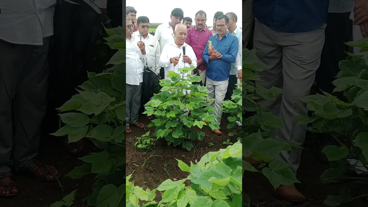 मा. दादा लाड कापूस तंत्रज्ञान माहिती