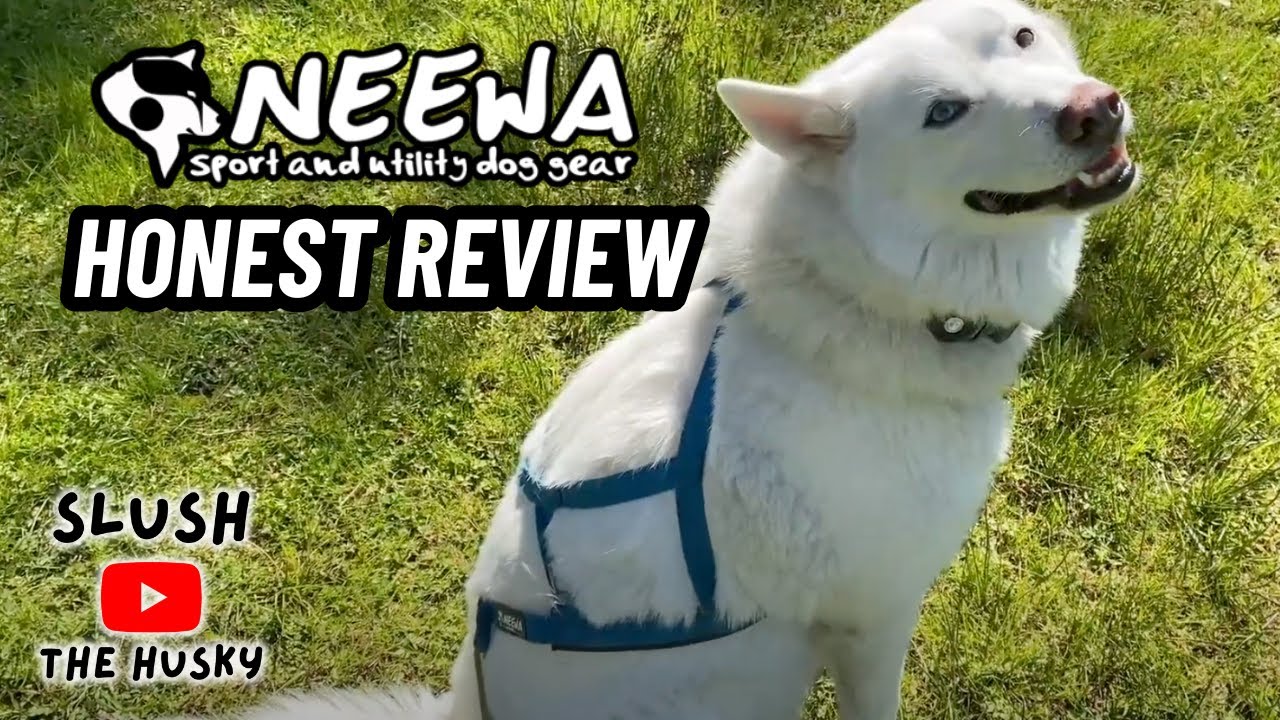 Neewa Pro Sled Dog Harness Review: Does It Really Work?