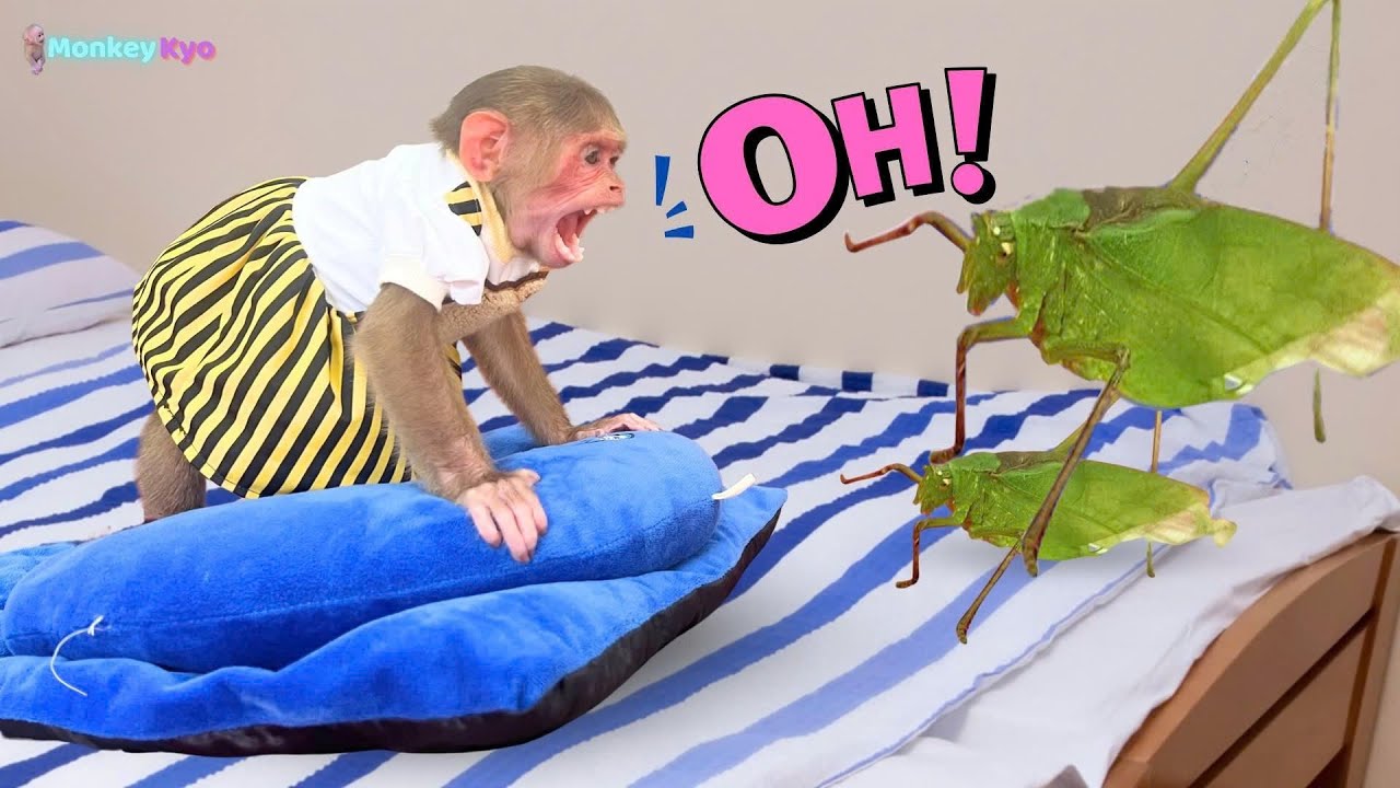 What Will Monkey Kyo Do With a Giant Grasshopper on Her Bed!